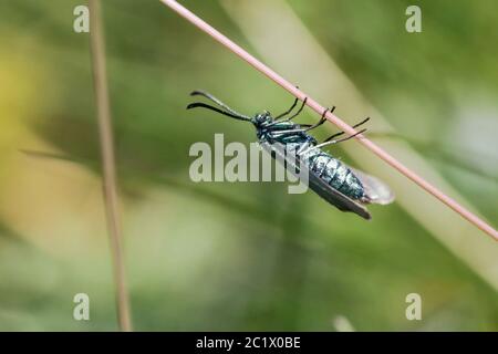 Waldmeister, Gemeiner Waldmeister (Proclis statices, Adscita statices), ruht auf Grasablade, glitzert, Deutschland, Bayern, Niederbayern, Niederbayern Stockfoto