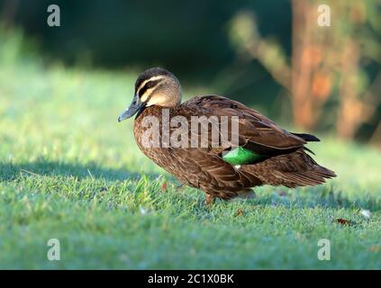 Schwarze Pazifikente (Anas superciliosa), auf einer Wiese stehend, Australien, Queensland Stockfoto