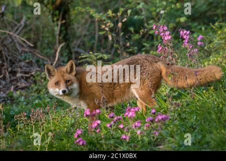 Rotfuchs (Vulpes vulpes), zwischen Waldblumen aufforsten, Seitenansicht, Schweiz, Sankt Gallen Stockfoto