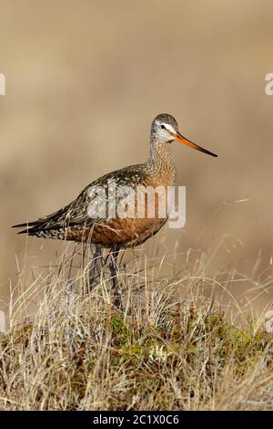 Hudsonian godwit (Limosa haemastica), Erwachsener Männchen im Zuchtgefieder stehend in arktischer Tundra, Kanada, Manitoba Stockfoto