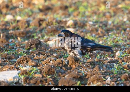 rook (Corvus frugilegus), extrem seltener Weißfleckiger Morph, Leukismus, Deutschland, Bayern, Niederbayern, Niederbayern Stockfoto