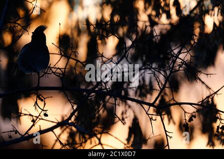 Böhmisches Wachskerl (Bombycilla garrulus), in einem Baum Hintergrundbeleuchtung thront, Russland, Baikalsee, Irkutsk Stockfoto