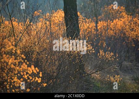 Moormyrte, süßer Orkan, süßer bayberry (Myrica Gale, Gale palustris), blühend, Belgien, Westflandern, Brügge, Biscopveld Stockfoto