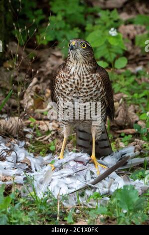 nördlicher Sperling-Habicht (Accipiter nisus), Jungvogel, der auf einer toten eurasischen Halsbandtaube thront, Niederlande, Almere Stockfoto