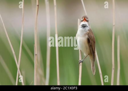 Großer Schilfgrasmücke (Acrocephalus arundinaceus), singender Rüde im Schilf, Polen, Biebrza-Nationalpark Stockfoto