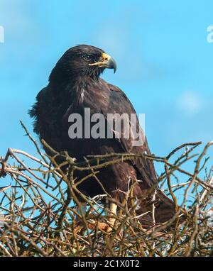 Galapagos-Falke (Buteo galapagoensis), in Büschen sitzend, Ecuador, Galapagos-Inseln Stockfoto