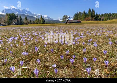 Weißer Krokus, Frühlingskrokus (Crocus vernus ssp. Albiflorus, Crocus albiflorus), wilde Krokusse in einem Wiedow mit blick auf das Wettersteingebirge, Deutschland, Bayern, Oberbayern, Oberbayern, Mittenwald Stockfoto