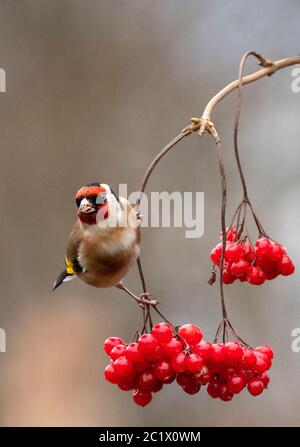 Eurasischer Goldfink (Carduelis carduelis), in einem Zweig mit roten Beeren thront, Niederlande Stockfoto