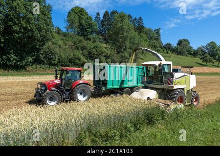 Ernte der ganzen Pflanzensilage mit Feldhäcksler und Traktor mit Anhänger auf einem Getreidefeld Stockfoto