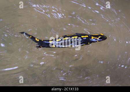 Europäischer Feuersalamander (Salamandra salamandra), schwimmend in einem Waldbach, Schweiz, Sankt Gallen Stockfoto