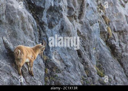 Alpine Steinbock (Capra Steinbock, Capra Steinbock Steinbock), junger männlicher Alpine Steinbock in steiler Felswand stehend, Schweiz, Toggenburg, Chaeserrugg Stockfoto