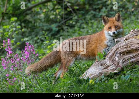 Rotfuchs (Vulpes vulpes), zwischen Waldblumen aufforsten, Seitenansicht, Schweiz, Sankt Gallen Stockfoto