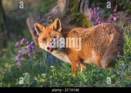 Rotfuchs (Vulpes vulpes), zwischen Waldblumen leckende Schnauze, Seitenansicht, Schweiz, Sankt Gallen Stockfoto