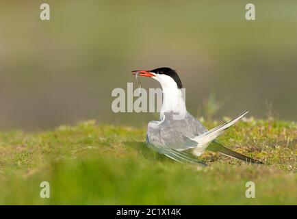 Seeschwalbe (Sterna hirundo), Erwachsene mit Fisch, Niederlande, Texel Stockfoto