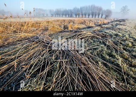 schilfgras, Schilf (Phragmites communis, Phragmites australis), Naturschutzgebiet Langemeersen im Winter am Morgen, Reihe von bestäubten Weiden im Hintergrund, Belgien, Ostflandern, Langemeersen, Oudenaarde Stockfoto