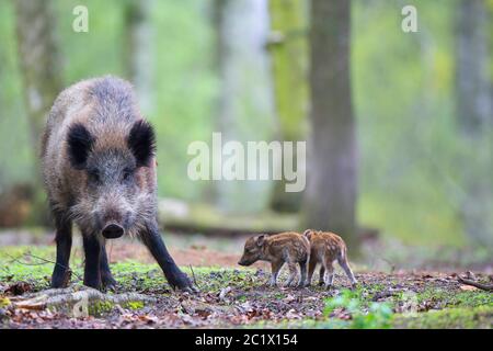 Wildschwein, Schwein, Wildschwein (Sus scrofa), Weibchen mit Runen, Belgien, Ardennen Stockfoto