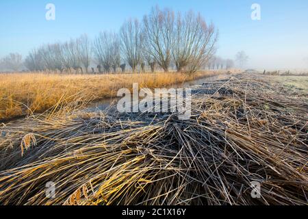schilfgras, Schilf (Phragmites communis, Phragmites australis), Naturschutzgebiet Langemeersen im Winter am Morgen, Reihe von bestäubten Weiden im Hintergrund, Belgien, Ostflandern, Langemeersen, Oudenaarde Stockfoto