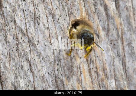 Rotmaurerbiene (Osmia rufa, Osmia bicornis), Weibchen am Nistrohr, Deutschland Stockfoto