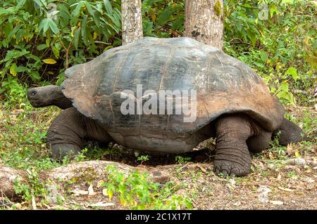 Östliche Santa Cruz Schildkröte (Chelonoidis donfaustoi, Chelonodis nigra donfaustoi, Geochelone elephantopus donfaustoi, Geochelone donfaustoi), in Habitat, Ecuador, Galapagos Inseln, Santa Cruz Stockfoto