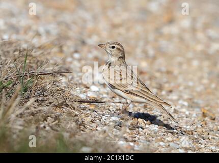 Große Kurztoed-Lerche (Calandrella brachydactyla), steht auf steinigem Boden, Frankreich, Hyeres Stockfoto