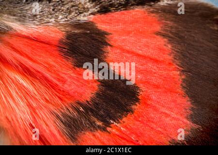 Rote Unterflügel, Rote Unterflügel Motte (Catocala nupta, Phalaena nupta), Detail von Flügelmustern, Hinterflügel, Warnfärbung, Deutschland, Bayern, Niederbayern, Niederbayern Stockfoto