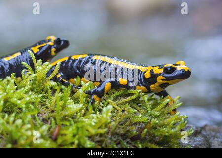 Europäischer Feuersalamander (Salamandra salamandra), zwei Feuersalamander auf moosigen Steinen in einem Waldbach, Schweiz, Sankt Gallen Stockfoto