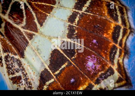 Karte Schmetterling (Araschnia levana), Detail Flügelmuster, Hinterflügelunterseite, Tarnung, Deutschland, Bayern, Niederbayern, Niederbayern Stockfoto