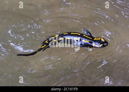 Europäischer Feuersalamander (Salamandra salamandra), schwimmend in einem Waldbach, Schweiz, Sankt Gallen Stockfoto