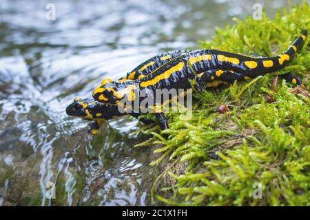 Europäischer Feuersalamander (Salamandra salamandra), zwei Feuersalamander auf moosigen Steinen in einem Waldbach, Schweiz, Sankt Gallen Stockfoto