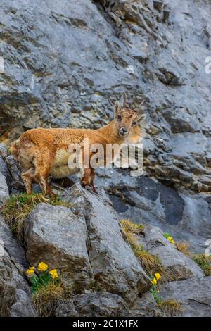 Alpine Steinbock (Capra Steinbock, Capra Steinbock Steinbock), junger männlicher Alpine Steinbock in steil abfallenden Felswänden mit blühenden Bergkuhstmucken, Schweiz, Toggenburg, Chaeserrugg Stockfoto