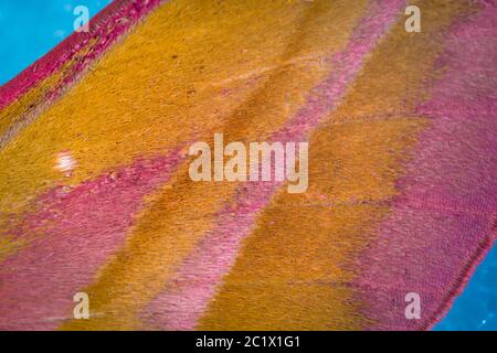 Elefantenhawkmotte (Deilephila elpenor), Detail von Flügelmustern eines Männchens, Deutschland, Bayern, Niederbayern, Niederbayern Stockfoto