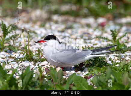 Seeschwalbe (Sterna hirundo), Erwachsene am Boden, Niederlande, Texel Stockfoto