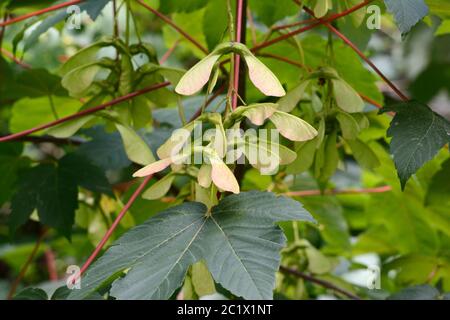 Platanen Samen und Blätter im Sommer Acer pseudoplatanus Baum Carmarthenshire Wales Stockfoto