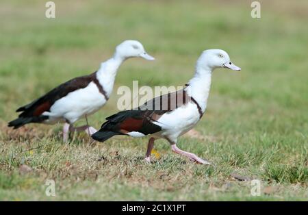 Radjah Shelduck, Raja Shelduck, Black-backed Shelduck, Burdekin Ente (Radjah radjah), zwei Radjah Shelducks auf einer Wiese, Australien, Queensland Stockfoto