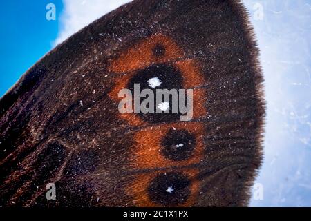 Arran braun, Ringel-Schmetterling (Erebia ligea), Detail der Flügelmuster eines Männchens, Spitze des Vorderflügels, Österreich, Tirol Stockfoto