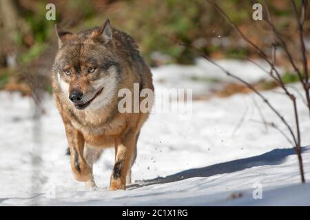 Europäischer Grauwolf (Canis lupus lupus), läuft im Schnee, Deutschland, Bayern, Nationalpark Bayerischer Wald Stockfoto