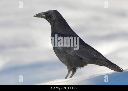 Gemeiner Rabe (Corvus corax), steht im Schnee, Belgien, Ardennen Stockfoto