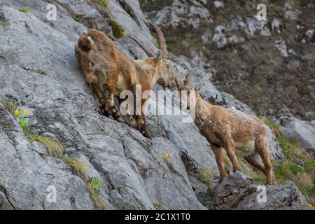 Alpine Steinbock (Capra Steinbock, Capra Steinbock Steinbock), zwei männliche Alpine Steinböcke in steil abfallenden Felswänden im wechselnden Fell, Schweiz, Toggenburg, Chaeserrugg Stockfoto