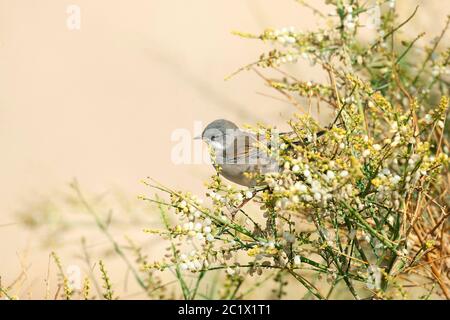 whitethroat (Sylvia communis), sitzt in einer Zahnbürste Baum (Salvadora persica), Äthiopien Stockfoto