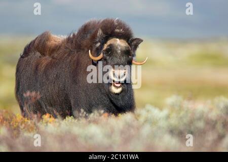 Muskox (Ovibos moschatus), steht in Fjell, Norwegen, Oppdal, Dovrefjell Sunndalsfjella Nationalpark Stockfoto