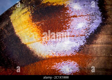 Pfauenschmetterling, Europäischer Pfau (Inachis io, Nymphalis io, Aglais io), Augenfleck auf dem Vorderflügel, Detail mit sichtbaren Schuppen, Deutschland, Bayern, Niederbayern, Niederbayern Stockfoto