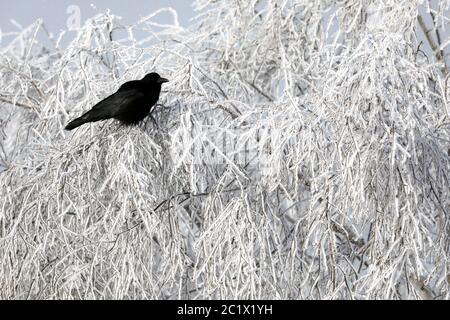 Aaskrähe (Corvus corone, Corvus corone corone), in einem frostbedeckten Baum, Russland, Baikalsee, Irkutsk Stockfoto