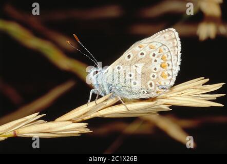 Guernsey. Wildtiere. Insekten. Gewöhnlicher blauer Schmetterling. Stockfoto