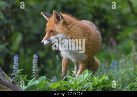 Rotfuchs (Vulpes vulpes), zwischen Waldblumen aufforsten, Vorderansicht, Schweiz, Sankt Gallen Stockfoto