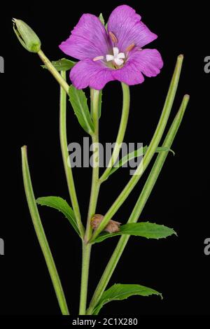 Große Weidenkräuter, große haarige Weidenkräuter, haarige Weidenkräuter (Epilobium hirsutum, Epilobium tomentosum), Blüte, Knospe und junge Früchte vor schwarzem Hintergrund, Deutschland, Bayern, Oberbayern Alpenvorland Stockfoto