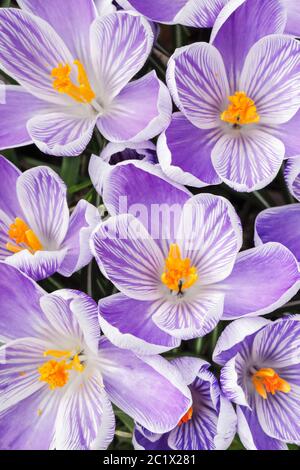 Holländischer Krokus, Frühlingscrocus (Crocus vernus, Crocus neapolitanus), blüht im Frühling, Schweiz Stockfoto