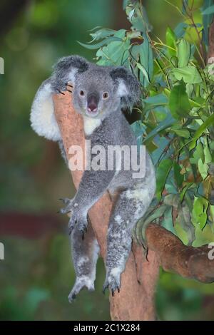 koala, Koala Bär (Phascolarctos cinereus), in einem Baum ruhend, Australien, Queensland Stockfoto