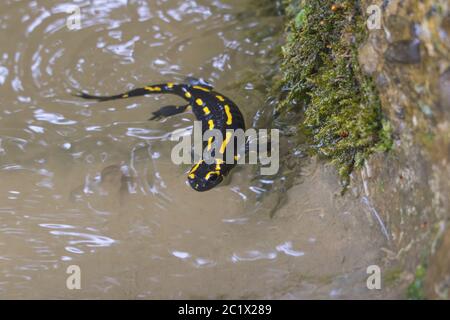 Europäischer Feuersalamander (Salamandra salamandra), schwimmend in einem Waldbach, Schweiz, Sankt Gallen Stockfoto