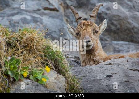 Alpine Steinbock (Capra Steinbock, Capra Steinbock Steinbock), junger männlicher Alpine Steinbock in steil abfallenden Felswänden mit blühenden Bergkuhstmucken, Schweiz, Toggenburg, Chaeserrugg Stockfoto