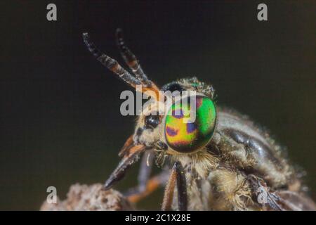 Hirsch, Hirsch, Breezefly, Breezefly, Horse-fly, Horse-fly (Chrysops relictus), Portrait, bunte Augen, Proboscis, Detail, Deutschland, Bayern, Niederbayern, Niederbayern Stockfoto